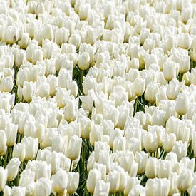 Tulpen wit van Hans Tijssen