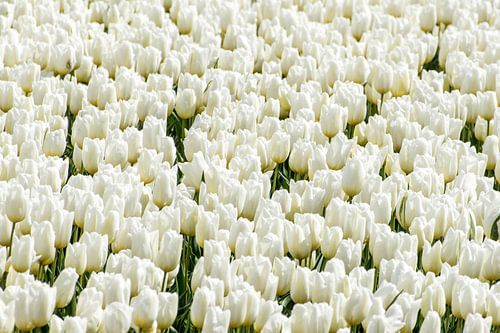 Tulpen wit