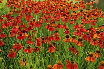 Blume | Sonnenblume | Helenium Waltraut von Claudia van Kuijk
