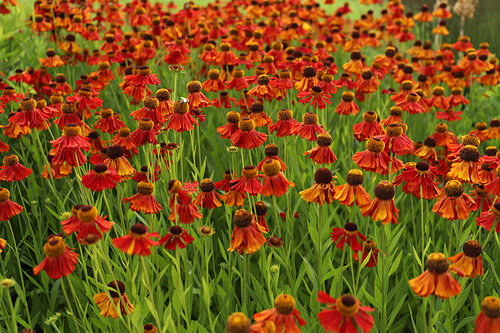 Blume | Sonnenblume | Helenium Waltraut