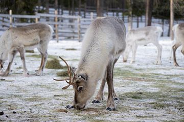 Rendieren in de sneeuw in Lapland van Fotografie by NH