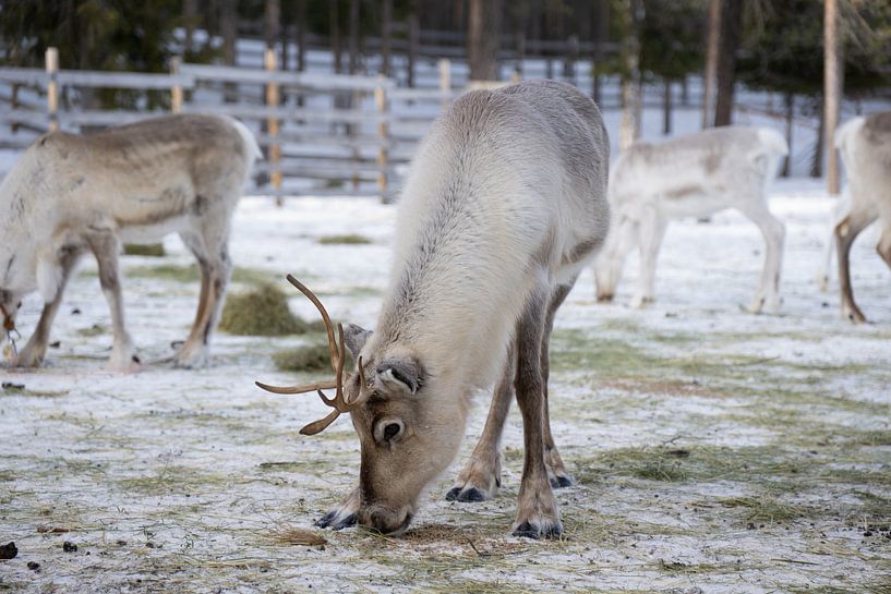 Reindeer in the snow in Lapland by Fotografie by NH