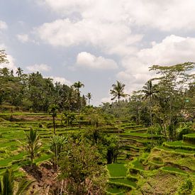Rijstterrassen van Tegallalang, Bali, Indonesië van Zero Ten Studio