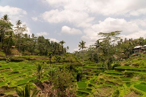 Rijstterrassen van Tegallalang, Bali, Indonesië