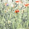 Coquelicots sur Niels Barto