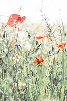 Mohnblumen