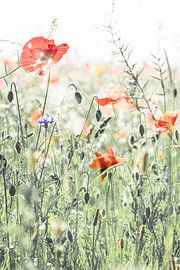 Coquelicots sur Niels Barto
