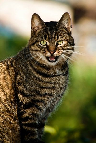 Cat (2) by Norbert Sülzner