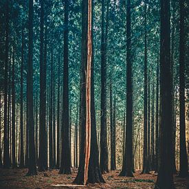 Speulderbos [Lightning strike] by rosstek ®