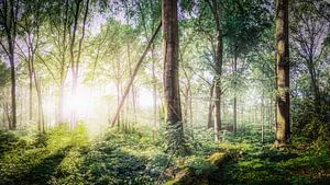Märchenwald - verträumter Sonnenaufgang in der Natur
