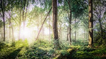 Forêt de conte de fées - lever de soleil rêveur dans la nature sur Günter Albers
