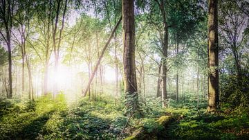 Sprookjesbos - dromerige zonsopgang in de natuur