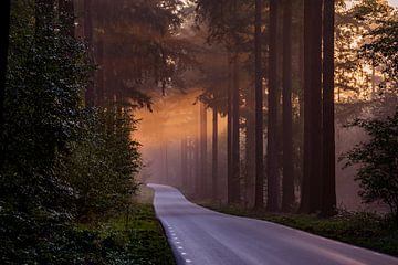 The road to nowhere by Ton de Koning