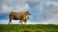 Mutter mit Tochter - Lämmer auf Texel von Texel360Fotografie Richard Heerschap Miniaturansicht