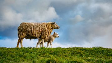 Mère avec fille - agneaux sur Texel sur Texel360Fotografie Richard Heerschap