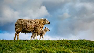 Moeder met dochter - lammetjes op Texel van Texel360Fotografie Richard Heerschap