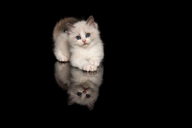 Niedliche ragdoll Kätzchen liegend auf einem schwarzen Hintergrund von Elles Rijsdijk