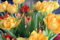 Tulpen