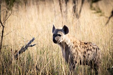 Gevlekte hyena in Zuid-Afrika van Marcel Alsemgeest
