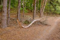 Fallen branch by Johan Vanbockryck thumbnail