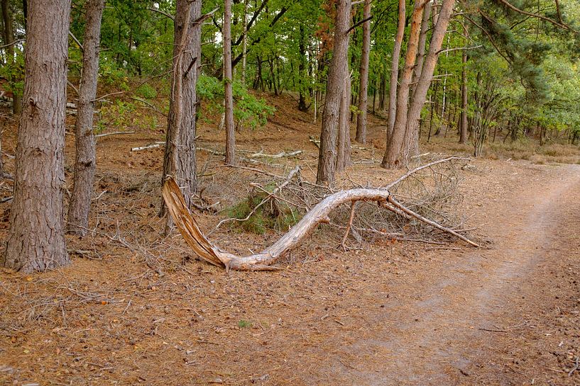 Fallen branch by Johan Vanbockryck