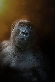Bijzonder portret van een puber gorilla jongen by Ron Meijer Photo-Art