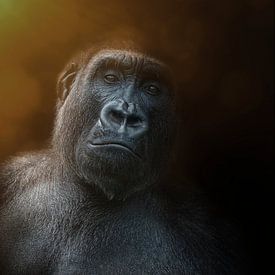 Bijzonder portret van een puber gorilla jongen