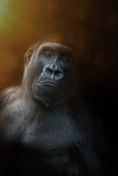 Bijzonder portret van een puber gorilla jongen par Ron Meijer Photo-Art