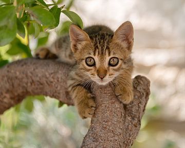 Baby Cat in a Tree by Katho Menden