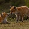 Zwei junge Füchse spielen draußen vor der Burg. von Wouter Van der Zwan