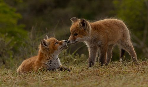 2 jonge vosjes spelen buiten voor de burcht.