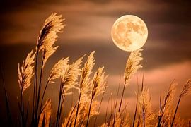 Moonlight over tall grass by Poster Art Shop