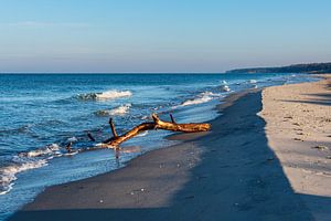 Treibholz am Weststrand an der Ostseeküste auf dem Fischland-Da