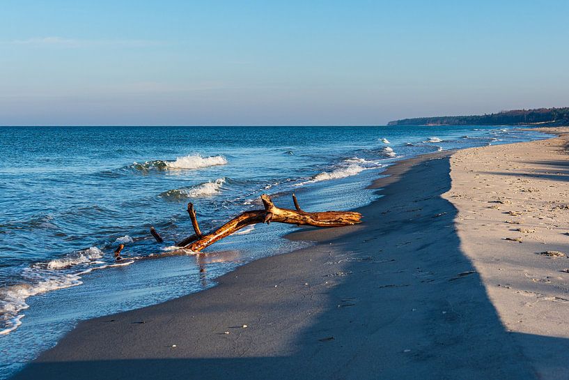 Driftwood on the west beach on the Baltic coast of Fischland-Da by Rico Ködder