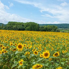 Zonnebloemenveld in Frankrijk van Roel Van Cauwenberghe