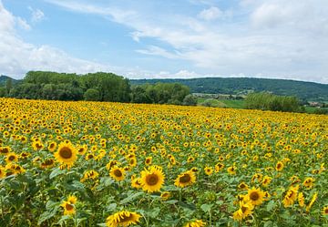 Zonnebloemenveld in Frankrijk van Roel Van Cauwenberghe
