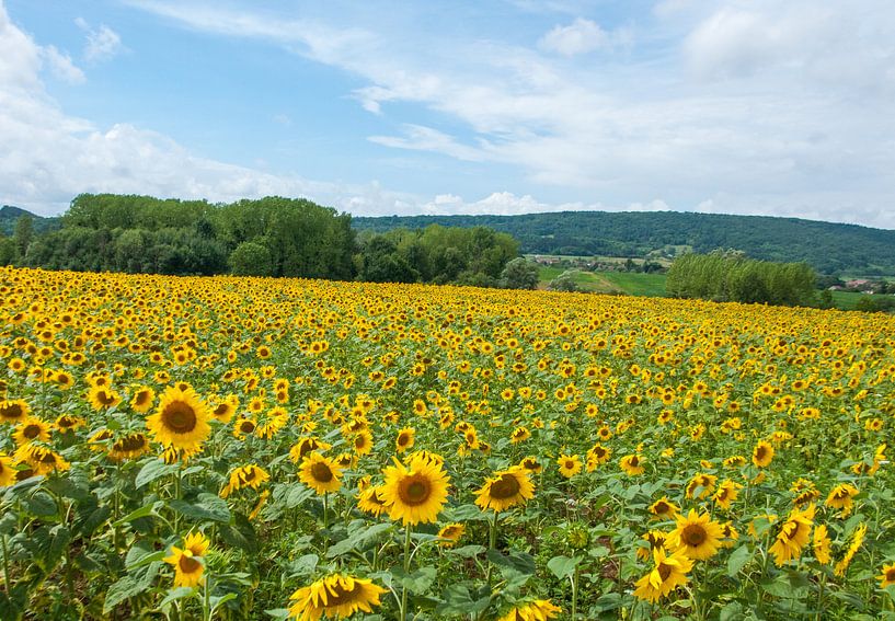 Sunflower field in France by Roel Van Cauwenberghe