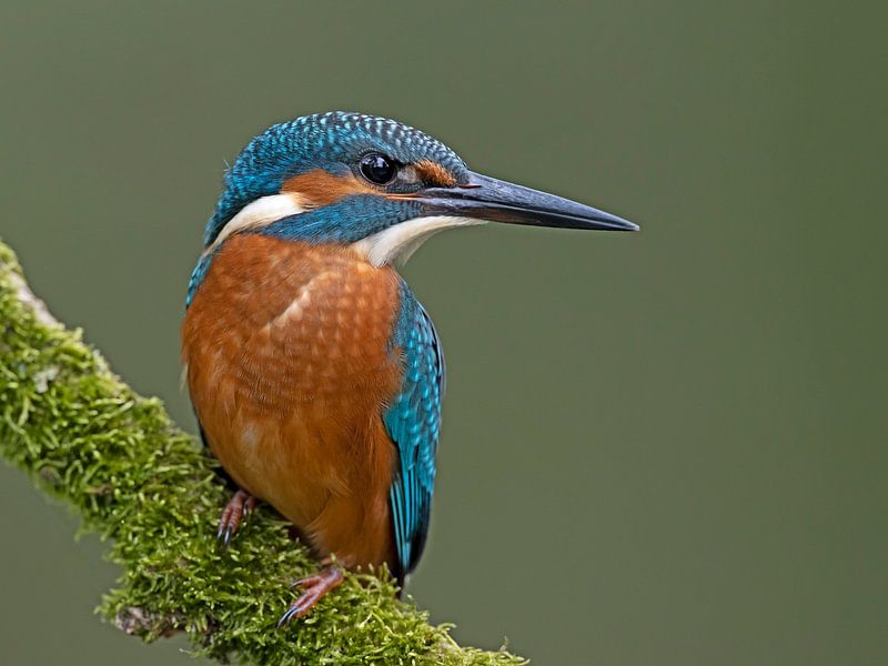 Kingfisher by Dirk Claes