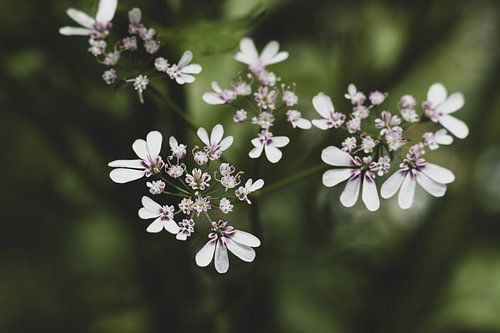 Sierlijke witte wilde bloemen in close-up