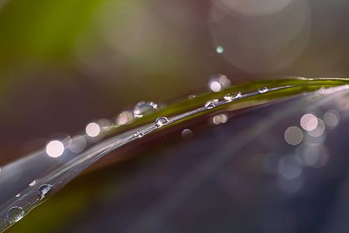 Drops on a leaf