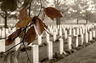 Canadian War Cemetery Groesbeek by Maerten Prins thumbnail