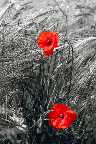 Mohnblumen im Kornfeld