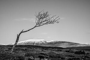Lonely tree in Ireland converted to black and white