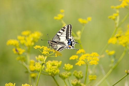 Swallowtail on Dill