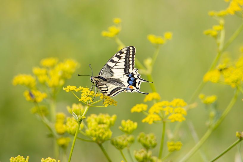 Hirondelle sur aneth par Ted Fronik