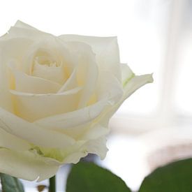 White rose von René Laheij