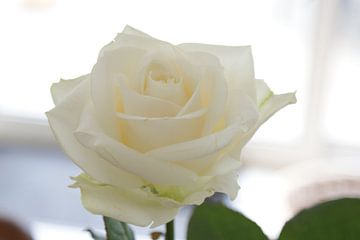 White rose van René Laheij