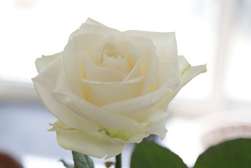 White rose