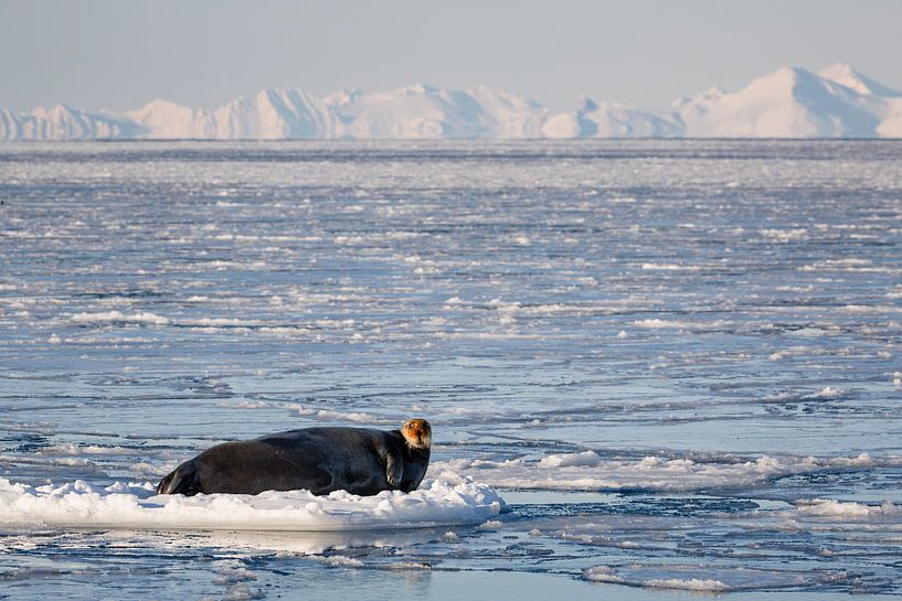 Chilling bearded seal on an ice floe by Martijn Smeets