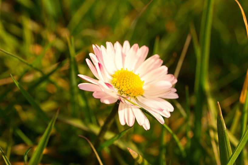 Gänseblümchen auf einer Wiese von Martin Köbsch